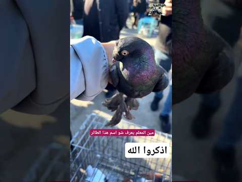 بلاد الشام طيور حمام مصلي اسود او مكاوي 