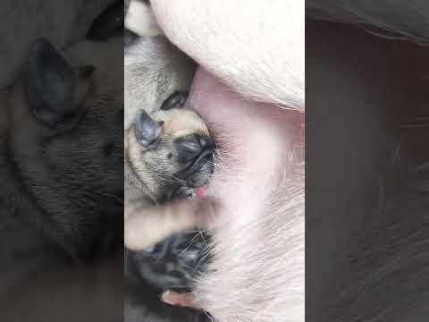 بچگی های آق قدرت قلومبه قدرت بامزه فان سگ Love Beautiful Football Success Messi Ronaldo G 