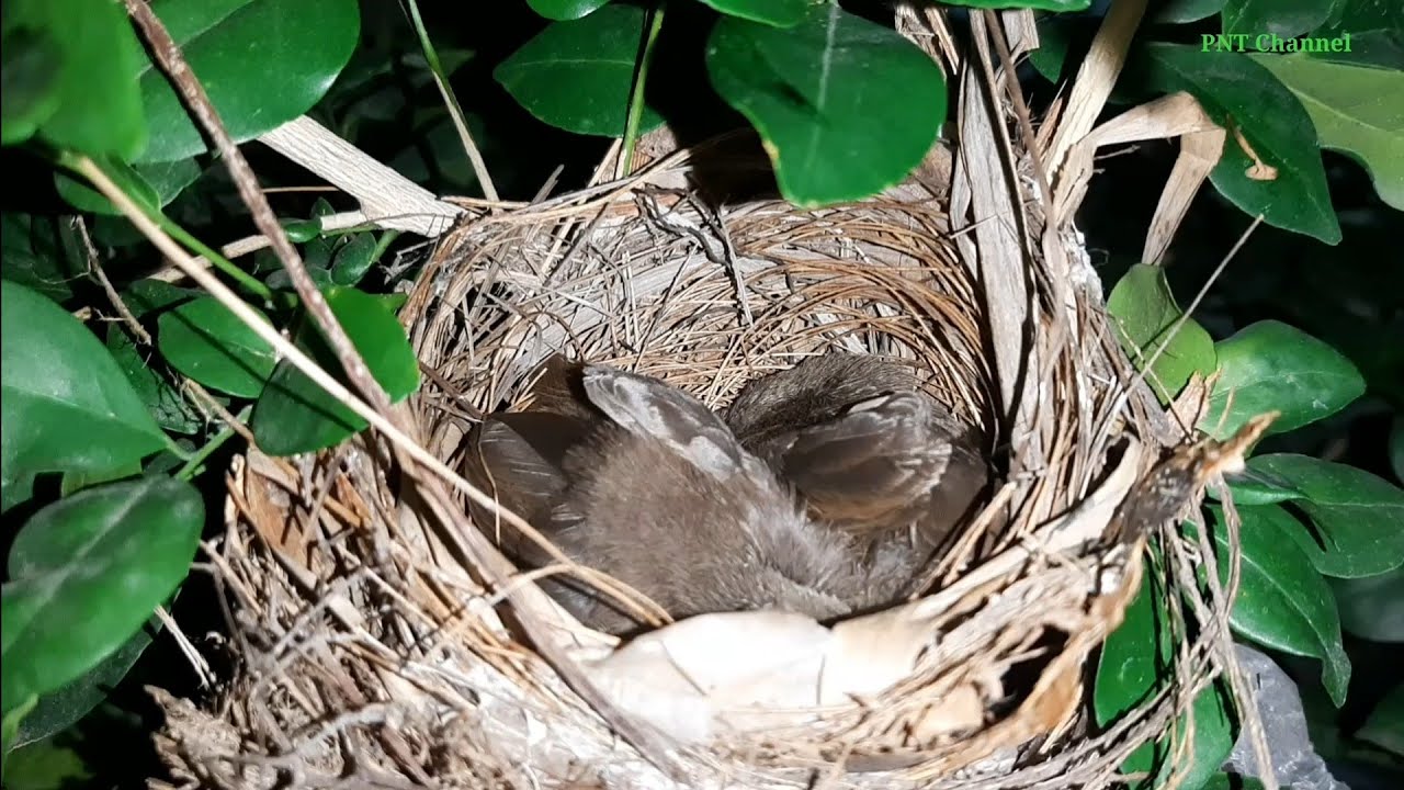 Hốt tổ chim chao chảo mặt trắng quá đẹp/startling bird's nest pan with white face is too cute