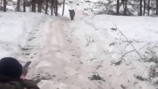 ПРИКОЛ! НЕМНОЖКО ПРОМАХНУЛСЯ на охоте!! ПРИКОЛ! НЕМНОЖКО ПРОМАХНУЛСЯ на охоте!!