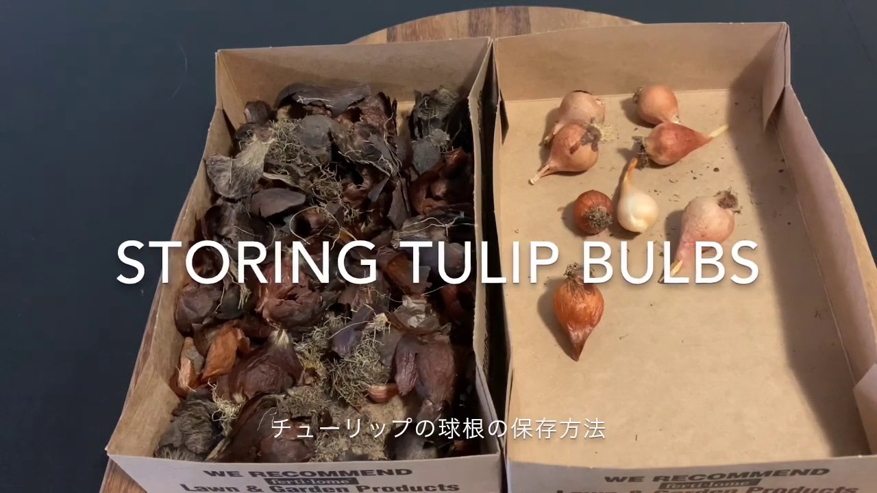 Storing Tulip Bulbs チューリップの球根の保存 保管方法 Youtube