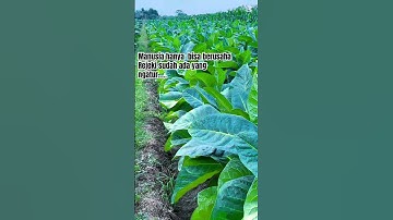 Tembakau #shortvideo #shorts #farming #farmer