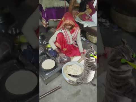 Billi Boli Meow Funny Cute Virlshorts