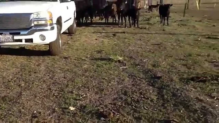 Blythe Ranch w/ Brian Blythe