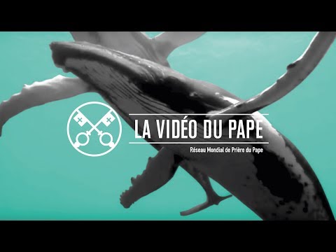 Protéger les océans – La Vidéo du Pape 9 - Septembre 2019
