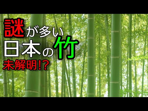 謎の植物！日本の竹は特別だった！？