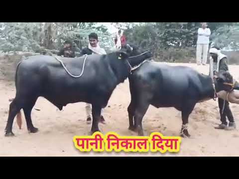 Buffalo meeting ।buffalo meeting video #buffalo #animals #bull#fyp #foryou