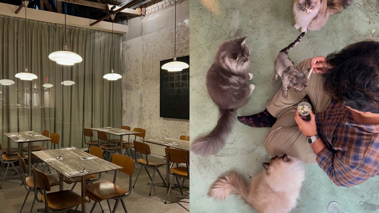 of chic cuisine & cat cafe