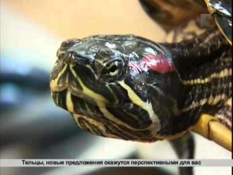 Зверская жизнь. Черепахи
