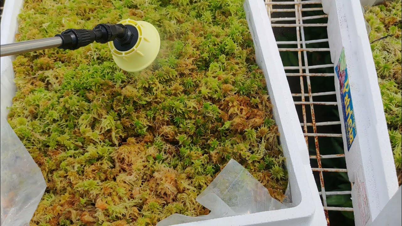How to propagate Sphagnum moss without using too much water. Just water