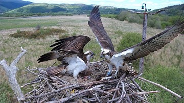 🟦 Blue 551: Osprey Intruder Event 🏴󠁧󠁢󠁷󠁬󠁳󠁿🏴󠁧󠁢󠁷󠁬󠁳󠁿🏴󠁧󠁢󠁷󠁬󠁳󠁿