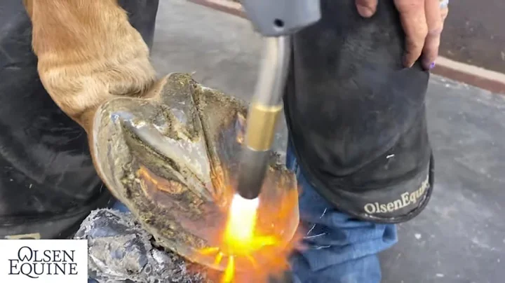 CAUTION FIRE!!! Tips to Make Shoeing Long/Overdue ...