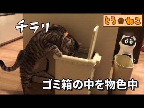 再生数が一桁 不遇の動画 寄せ集め Youtube