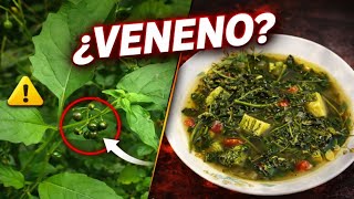 Black Nightshade (Solanum nigrum) 🌿⚠️ Benefits, medicinal uses and risks you should know