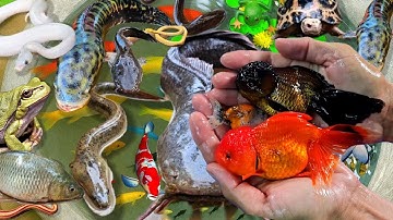 Bắt Cá Koi Đủ Màu, Cá Trê, Cá Sấu, Cá Rồng, Cá Vàng, Lươn, Rùa, Bạch Tuộc