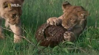 Africas Weird Animals | Nature Documentary Animal Planet