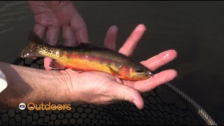 Fishing for Golden Trout in the Wind River Range