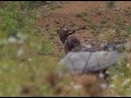 6 point elk so close you can hear him breath destination elk 2022