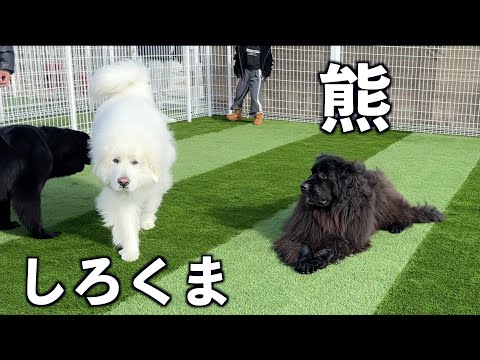 ドッグカフェDagにくま（ニューファウンドランド）としろくま（グレートピレニーズ）が現れました