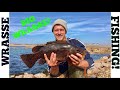 WRASSE FISHING, Big Wrasse , Texas Rigging !