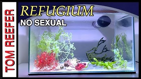 How To Set Up A Macro Algae Refugium (WILL NOT GO SEXUAL)