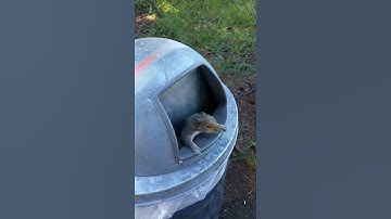 Attack of the Garbage Squirrel