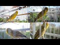 THE BEST OF THE BEST from 2020 Breeding - Canary 's Training Song