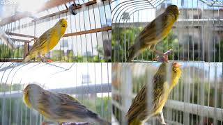 THE BEST OF THE BEST from 2020 Breeding - Canary 's Training Song