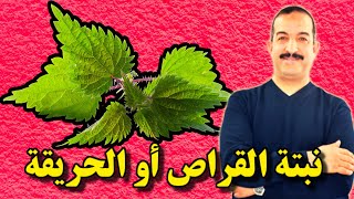 القراص أو الحريقة!؟ نبتة بفوائد ناذرة! تعطيك الطاقة، تشفي الجهاز الهضمي و تقوي المناعةد محمد أوحسين