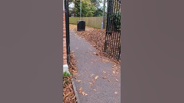 Level 1: Walking on Leaves: Take the first step in facing contamination fears—observe, imagine #ocd