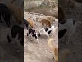 غذارسانی به سگ های بی پناه Feeding Homeless Dogs حیوانات Dog سگ Animal غذارسانی به سگ های بی پناه Feeding Homeless Dogs حیوانات Dog سگ Animal