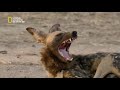 ناشونال جيوغرافيك ابو ظبي hd حيوانات أفريقيا المفترسه - قطيع الينابيع الحاره العرض الرابع