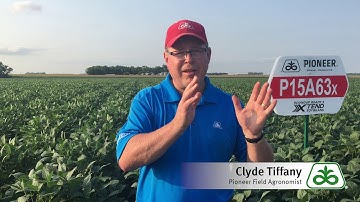 Soybean Field Weed Control Options