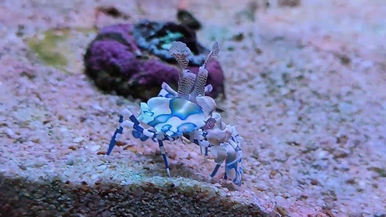 Nuevo alimento para Hymenocera Picta