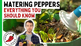 Watering Pepper Plants  When To Water (And When Not To)  In Depth Guide