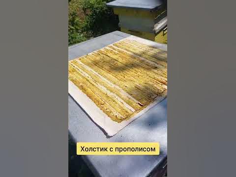 Холстик с прополисом #простоопчелах - YouTube