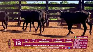 lote 13 04 FEMEAS ABERDEEN 10 12 MS 202 KG
