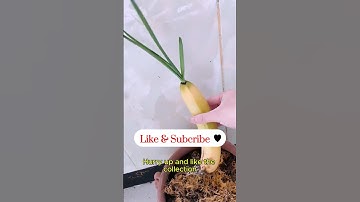 How to Propagation Banana - The World Agriculture Must Know This Technique  #howto