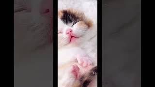 Cute cat video #cat #kitten #cute #pets #happy #fluffykitties #fluffy #kitty #fun #adorable #shorts