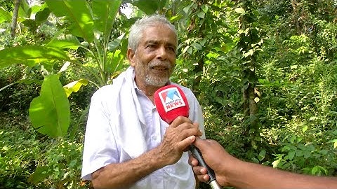 കാട്ടുപന്നി ശല്യത്തിൽ കനത്ത നാശം; നഷ്ട പരിഹാരമില്ല; കൃഷി ഉപേക്ഷിച്ച് കർഷകർ