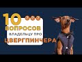 10 вопросов владельцу о цвергпинчере. Описание породы и отзыв владельца