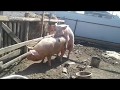 СВИНЬЯ В ОХОТЕ/ The pigs line
