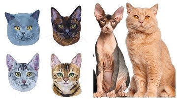 Visual Guide to 60 Cat Breeds