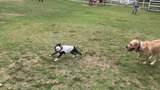 ドイツの森ドッグランで疾走