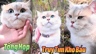 Tổng Hợp Truy Tìm Kho Báu Của MiMi p1 Tập Dài #thúcưng #vậtnuôi #chómèohàihước #funny screenshot 3