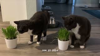1 Second Everyday - June 2024