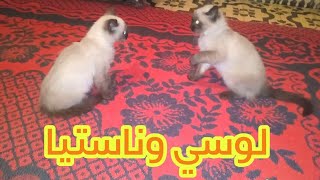 أروع قطتين فيديو  ترفيهي معركة بين الاختين ناستيا ولوسي