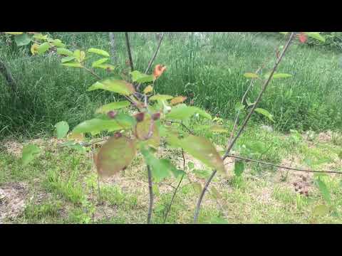 Video: Saskatoon Bush Care: cómo cultivar arbustos de Saskatoon en el jardín