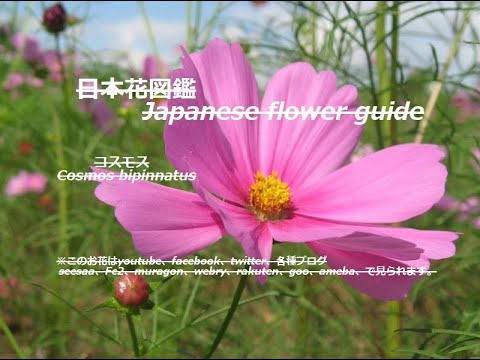 秋の桜 Autumn Cherry Blossoms コスモス Cosmos Bipinnatus ５色季節の花 日本花図鑑 Japanese Flower Guide Youtube
