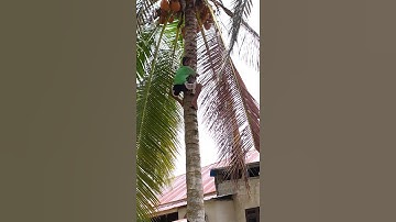 Keberanian anak kecil memanjat pohon kelapa